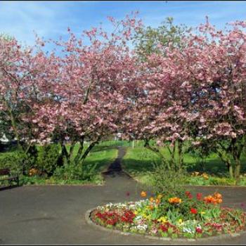 Horticulture and Community Gardening AGM 2024