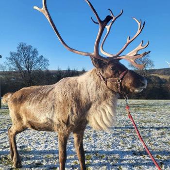 Picture of Reindeer with antlers